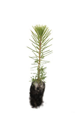 Load image into Gallery viewer, Maritime Pine | Medium Tree Seedling | The Jonsteen Company