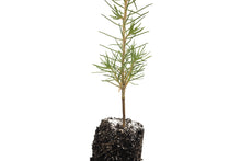 Load image into Gallery viewer, Maritime Pine | Medium Tree Seedling | The Jonsteen Company