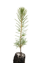 Load image into Gallery viewer, Maritime Pine | Medium Tree Seedling | The Jonsteen Company
