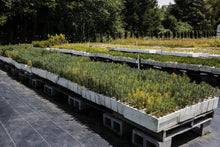 Load image into Gallery viewer, Maritime Pine | Bulk Nursery Lots | The Jonsteen Company