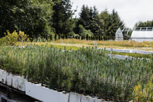 Load image into Gallery viewer, Maritime Pine | Bulk Nursery Lots | The Jonsteen Company