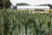 Load image into Gallery viewer, Maritime Pine | Bulk Nursery Lots | The Jonsteen Company