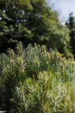 Load image into Gallery viewer, Maritime Pine | Bulk Nursery Lots | The Jonsteen Company
