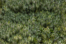 Load image into Gallery viewer, Maritime Pine | Bulk Nursery Lots | The Jonsteen Company