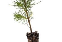 Load image into Gallery viewer, Maritime Pine | Medium Tree Seedling | The Jonsteen Company