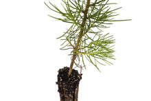 Load image into Gallery viewer, Maritime Pine | Medium Tree Seedling | The Jonsteen Company