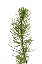 Load image into Gallery viewer, Maritime Pine | Medium Tree Seedling | The Jonsteen Company