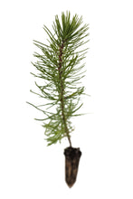 Load image into Gallery viewer, Maritime Pine | Medium Tree Seedling | The Jonsteen Company