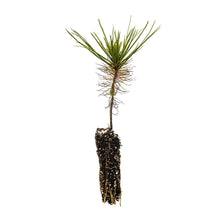 Load image into Gallery viewer, Mexican Weeping Pine | Small Tree Seedling | The Jonsteen Company