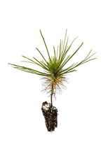 Load image into Gallery viewer, Mexican Weeping Pine | Small Tree Seedling | The Jonsteen Company