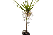 Load image into Gallery viewer, Mexican Weeping Pine | Small Tree Seedling | The Jonsteen Company