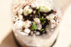 Giant Sequoia | Seed Grow Kit | The Jonsteen Company