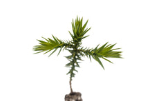 Load image into Gallery viewer, Chilean Monkey Puzzle | Medium Tree Seedling | The Jonsteen Company