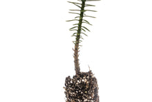 Load image into Gallery viewer, Chilean Monkey Puzzle | Medium Tree Seedling | The Jonsteen Company