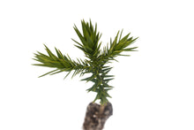 Load image into Gallery viewer, Chilean Monkey Puzzle | Medium Tree Seedling | The Jonsteen Company