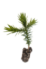 Load image into Gallery viewer, Chilean Monkey Puzzle | Medium Tree Seedling | The Jonsteen Company