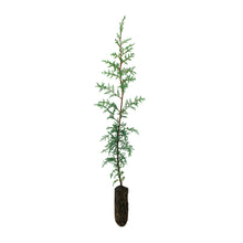 Load image into Gallery viewer, Monterey Cypress | Medium Tree Seedling | The Jonsteen Company