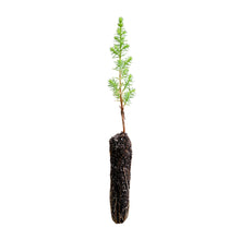 Load image into Gallery viewer, Monterey Cypress | Lot of 30 Tree Seedlings | The Jonsteen Company