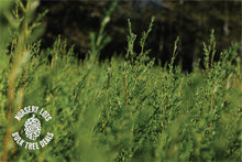 Load image into Gallery viewer, Monterey Cypress | Lot of 30 Tree Seedlings | The Jonsteen Company
