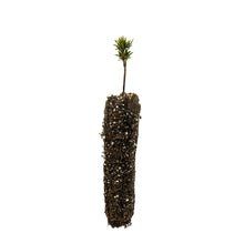 Load image into Gallery viewer, Mountain Hemlock | Small Tree Seedling | The Jonsteen Company