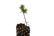 Load image into Gallery viewer, Mountain Hemlock | Medium Tree Seedling | The Jonsteen Company