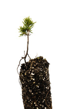 Load image into Gallery viewer, Mountain Hemlock | Medium Tree Seedling | The Jonsteen Company