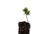 Load image into Gallery viewer, Mountain Hemlock | Medium Tree Seedling | The Jonsteen Company