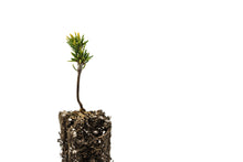 Load image into Gallery viewer, Mountain Hemlock | Small Tree Seedling | The Jonsteen Company
