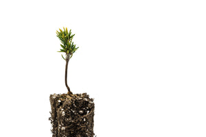 Mountain Hemlock | Small Tree Seedling | The Jonsteen Company