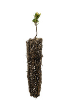Load image into Gallery viewer, Mountain Hemlock | Small Tree Seedling | The Jonsteen Company