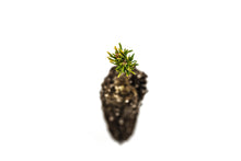 Load image into Gallery viewer, Mountain Hemlock | Small Tree Seedling | The Jonsteen Company