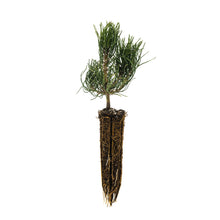 Load image into Gallery viewer, Mugo Pine | Small Tree Seedling | The Jonsteen Company