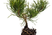 Load image into Gallery viewer, Mugo Pine | Medium Tree Seedling | The Jonsteen Company