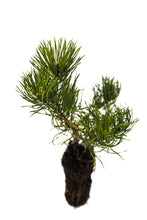 Load image into Gallery viewer, Mugo Pine | Medium Tree Seedling | The Jonsteen Company