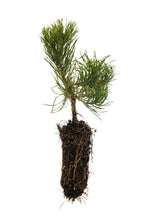 Load image into Gallery viewer, Mugo Pine | Medium Tree Seedling | The Jonsteen Company