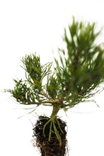 Load image into Gallery viewer, Mugo Pine | Medium Tree Seedling | The Jonsteen Company