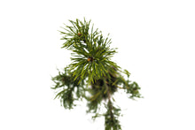 Load image into Gallery viewer, Mugo Pine | Medium Tree Seedling | The Jonsteen Company