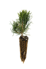 Load image into Gallery viewer, Mugo Pine | Small Tree Seedling | The Jonsteen Company