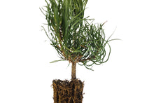 Load image into Gallery viewer, Mugo Pine | Small Tree Seedling | The Jonsteen Company
