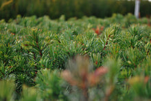 Load image into Gallery viewer, Noble Fir | Lot of 30 Tree Seedlings | The Jonsteen Company