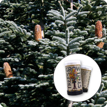 Load image into Gallery viewer, Noble Fir | Mini-Grow Kit | The Jonsteen Company