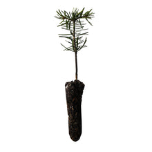 Load image into Gallery viewer, Nordmann Fir | Lot of 30 Tree Seedlings | The Jonsteen Company