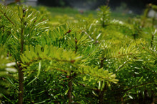 Load image into Gallery viewer, Nordmann Fir | Lot of 30 Tree Seedlings | The Jonsteen Company