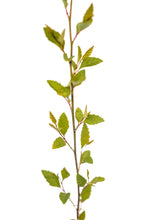 Load image into Gallery viewer, River Birch | Medium Tree Seedling | The Jonsteen Company