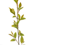 Load image into Gallery viewer, River Birch | Medium Tree Seedling | The Jonsteen Company