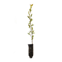 Load image into Gallery viewer, River Birch | Medium Tree Seedling | The Jonsteen Company