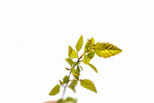 Load image into Gallery viewer, River Birch | Small Tree Seedling | The Jonsteen Company