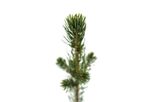 Load image into Gallery viewer, Norway Spruce | Small Tree Seedling | The Jonsteen Company