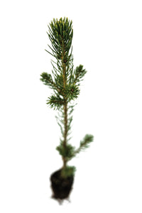 Living Christmas Tree | Norway Spruce | The Jonsteen Company