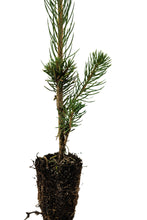 Load image into Gallery viewer, Norway Spruce | Small Tree Seedling | The Jonsteen Company